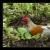 a chicken!